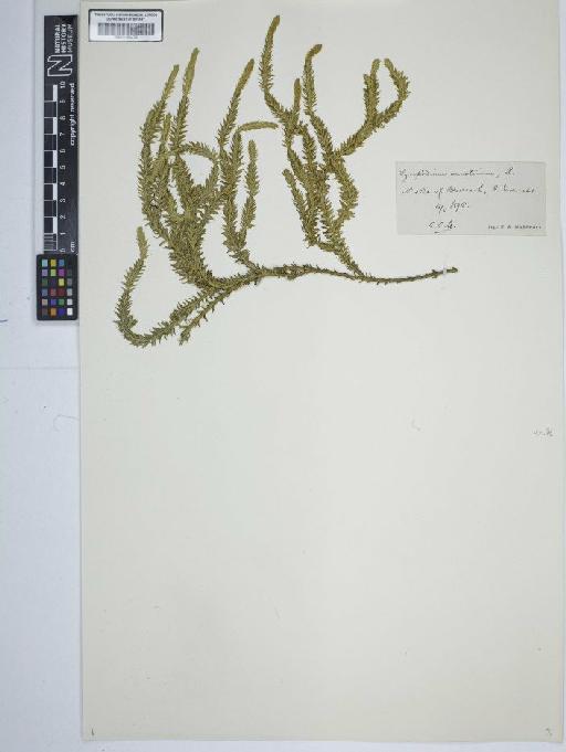 Lycopodium annotinum L. - BM001184433