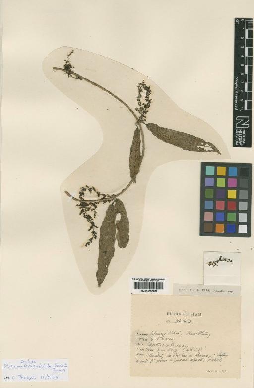 Dioscorea brevipetiolata Prain & Burkill - BM000797292