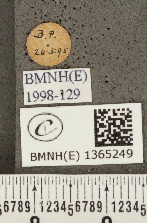 Carterocephalus palaemon (Pallas, 1771) - BMNHE_1365249_label_176503