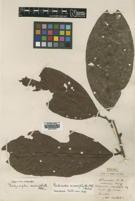 Endiandra macrophylla (Blume) Boerl. - BM000799323