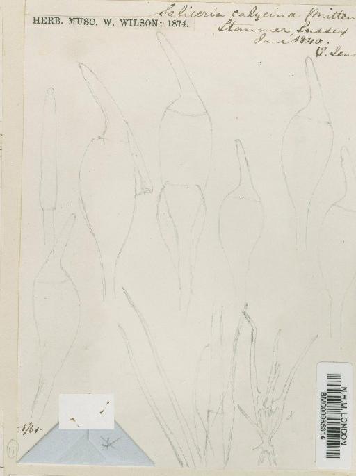 Seligeria paucifolia (Dicks.) Carruth. - BM000965314