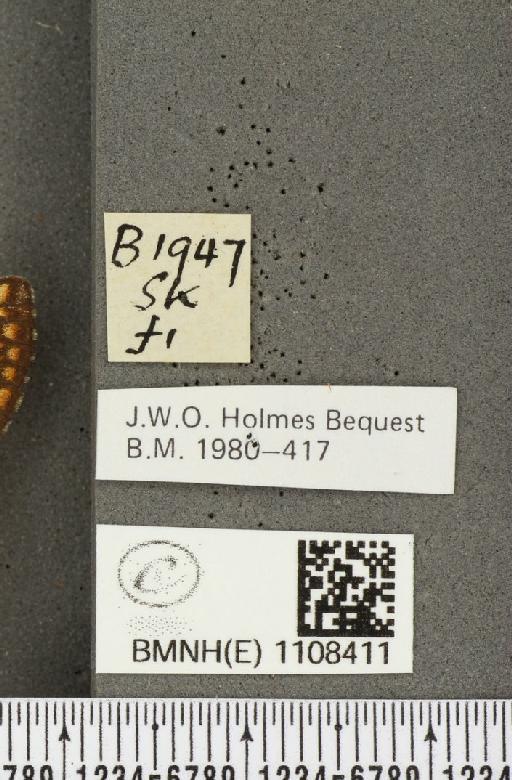 Euphydryas aurinia (Rottemburg, 1775) - BMNHE_1108411_label_48803