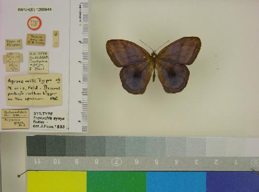 Euptychia ayaya Butler, 1867 - BMNH(E)_ 1266944_Magneuptychia_(Euptychia)_iris_ayaya_Butler_HT_male_ (1)