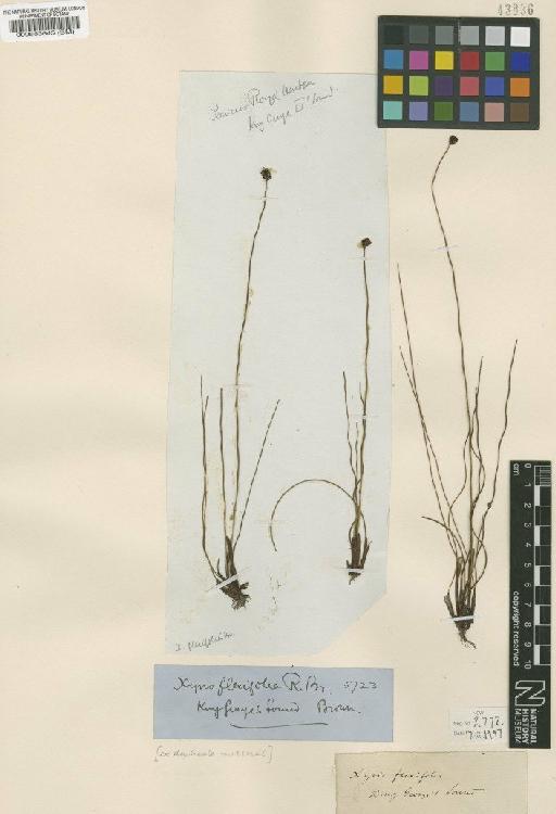 Xyris flexifolia R.Br. - BM000583645