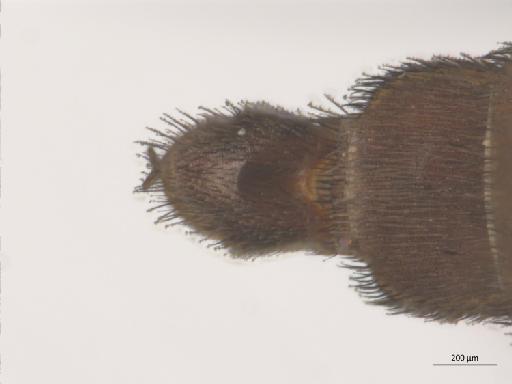 Orfelia nigricornis (Fabricius, 1805) - 010210680_Orfelia_nigricornis_MG_d