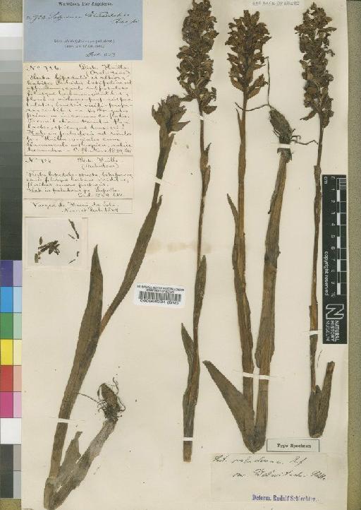 Satyrium welwitschii Rchb.f. - BM000046224
