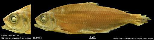 Tetragonopterus caudomaculatus Günther, 1864 - BMNH 1852.9.13.74 Tetragonopterus caudomaculatus, HOLOTYPE