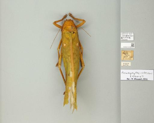 Pseudophyllus hercules (Karny, 1923) - 012499019_73604_93436