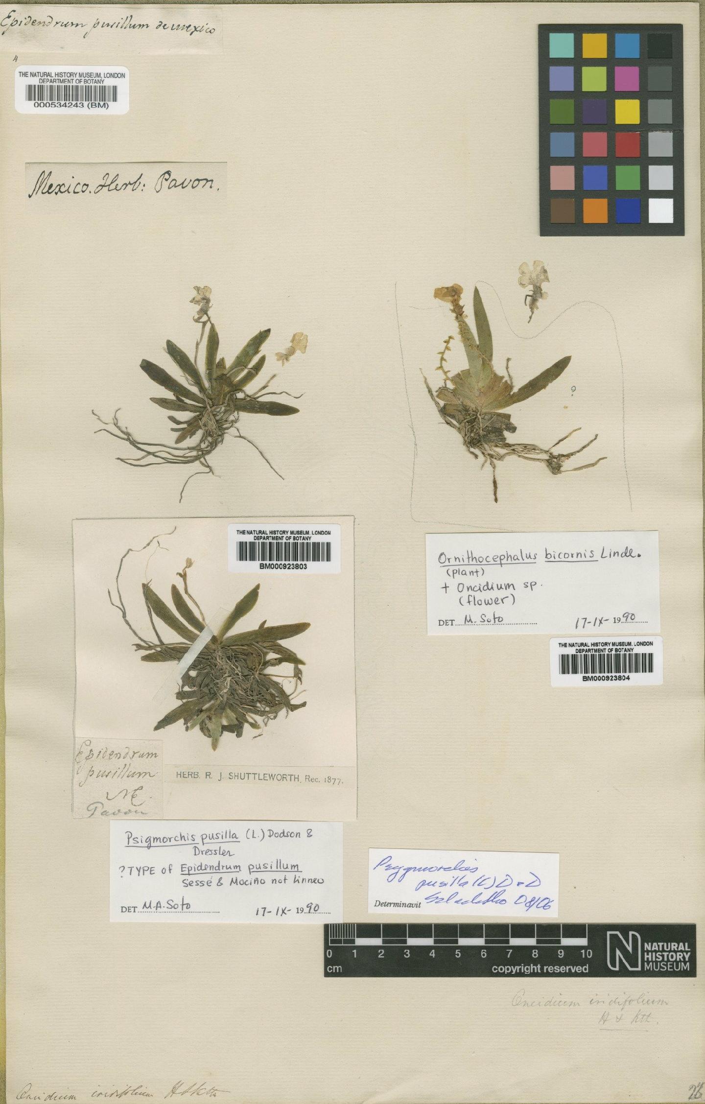 To NHMUK collection (Erycina pusilla (L.) N.H.Williams & M.W.Chase; NHMUK:ecatalogue:2475813)