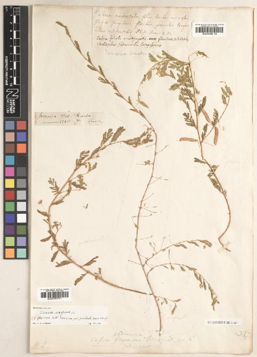 Chamaecrista serpens (L.) Greene - BM000952108