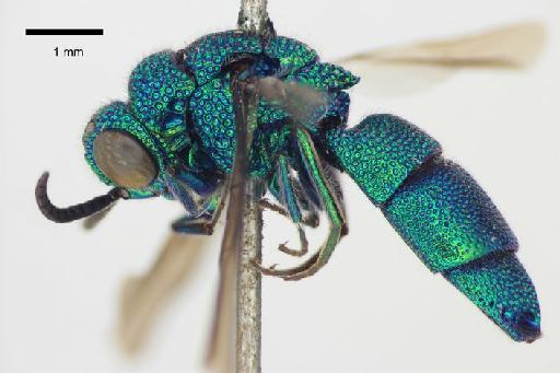 Chrysis crotonis Ducke, A., 1907 - Chrysis_crotonis-BMNH(E)#970930_type-lateral-2X