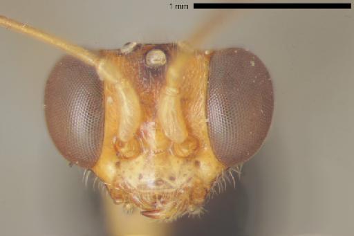 Alphadryinus ferrugineus Olmi, 1984 - 010812635-NHMUK-Alphadryinus_ferrugineus-type-face-6_3x