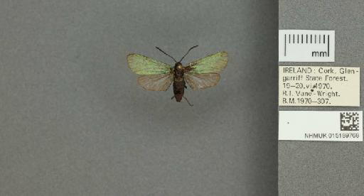 Adscita (Adscita) statices statices (Linnaeus, 1758) - 015189768_775459_1082517