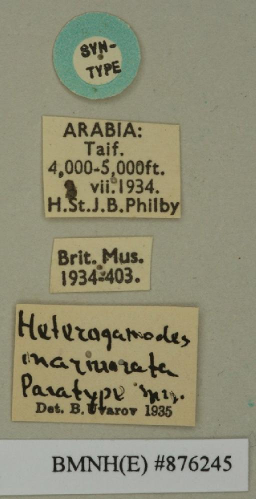 Heterogamodes marmorata Uvarov, 1936 - Heterogamodes marmorata Uvarov, 1936, male, syntype, labels. Photographer: Edward Baker. BMNH(E)#876245