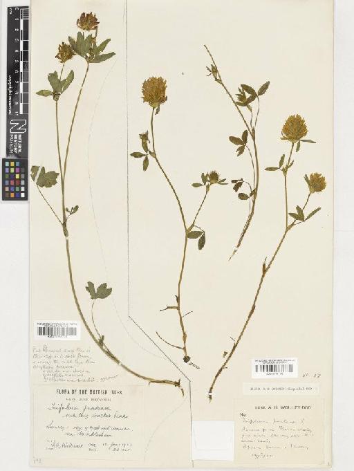 Trifolium pratense L. - BM001036716