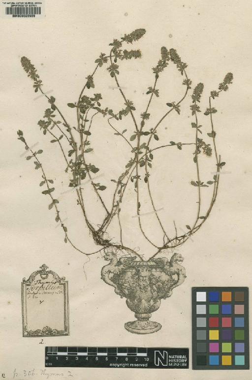 Thymus serpyllum L. - BM000628989