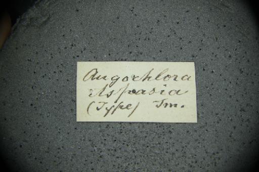 Augochlora aspasia Smith, F., 1879 - Augochlora_aspasia-NHMUK010265369-type-female-label2