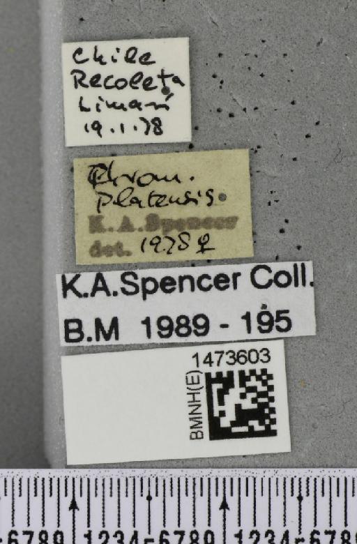 Chromatomyia platensis (Brèthes, 1923) - BMNHE_1473603_label_48849