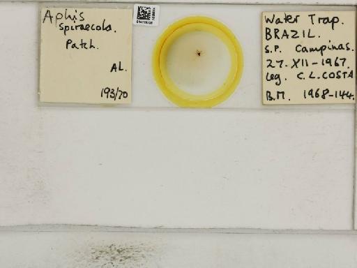 Aphis (Medoralis) spiraecola Patch, 1914 - 014226726_112528_1093088_157792_NoStatus