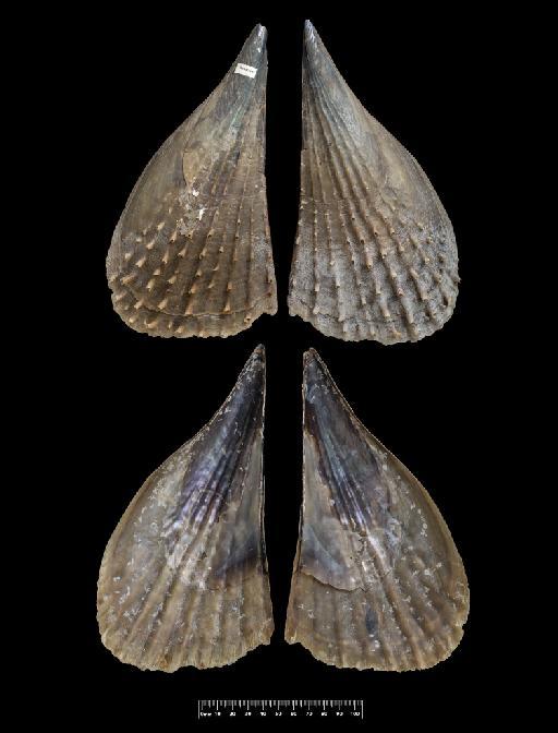 Pinna subviridis Reeve, 1858 - Pinna subviridis NHMUK 1952.8.29.62 holotype