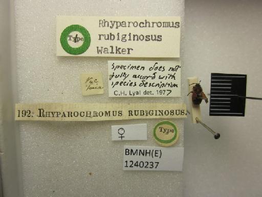Rhyparochromus rubiginosus Walker, 1872 - Rhyparochromus rubiginosus-BMNH(E)1240237-Type female dorsal & labels