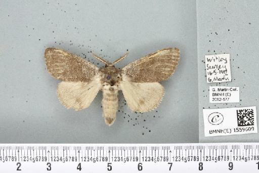 Calliteara pudibunda (Linnaeus, 1758) - BMNHE_1559609_255496