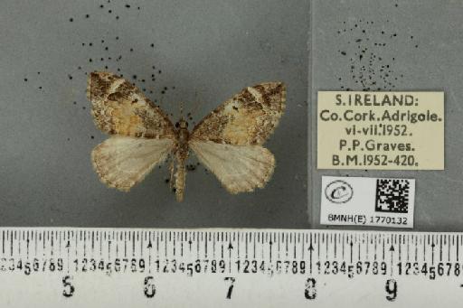Dysstroma truncata truncata (Hufnagel, 1767) - BMNHE_1770132_350901