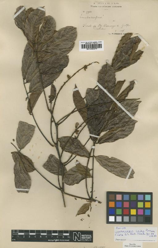 Lonchocarpus lucidus Pittier - BM000931877