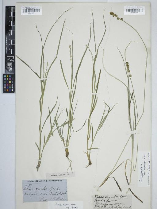 Carex divulsa subsp. divulsa Stokes - BM001131403C