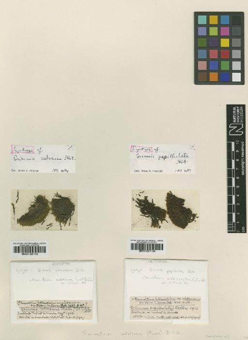 Racomitrium sudeticum (Funck) Bruch, Schimp. & W.Gümbel - BM001007165_a