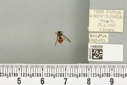 Bactrocera (Bactrocera) bryoniae (Tryon, 1927) - BMNHE_1435006_28470