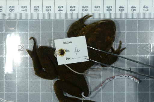 Bufo langanoensis - Image of specimen 1975.1172  See registrations from file name, labels and catalogue record 1975.1172-1176, & 1975.1172