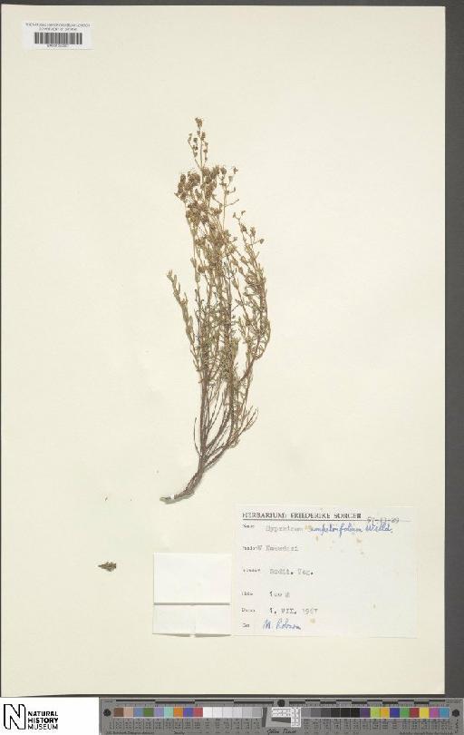 Hypericum empetrifolium Willd. - BM001202857