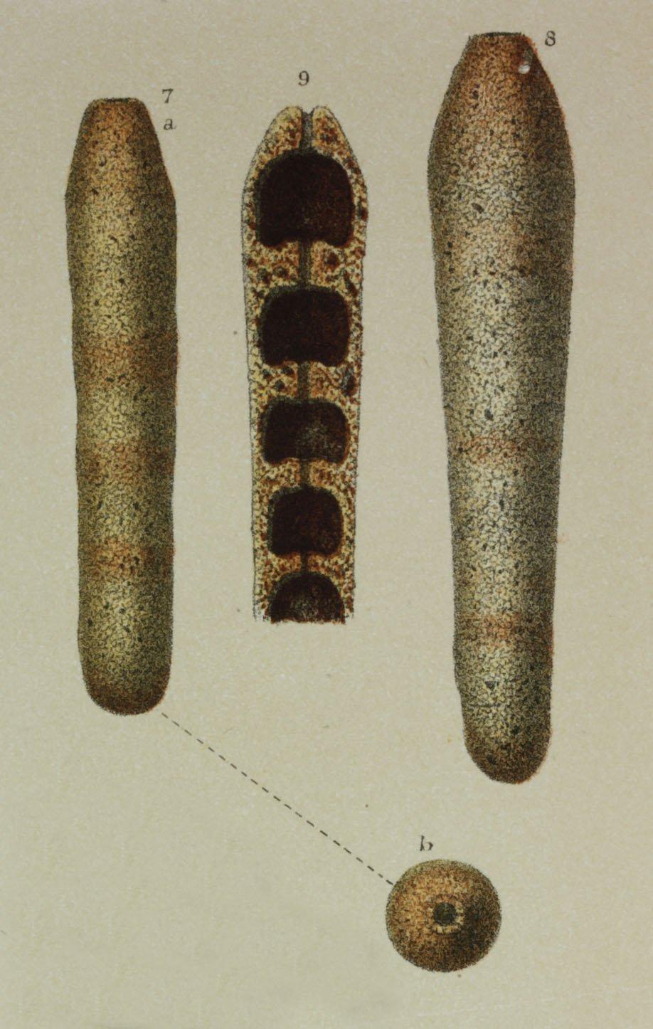 To NHMUK collection (Reophax cylindrica Brady, 1884; Syntype; NHMUK:ecatalogue:3093097)