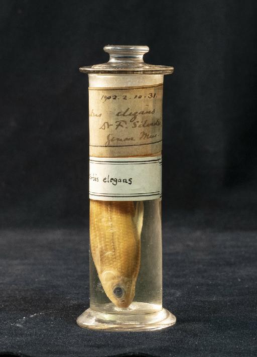 Curimatorbis elegans - BMNH 1902.2.10.31, Curimatorbis elegans, jar