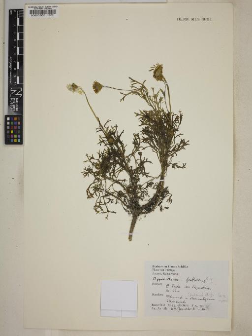 Argyranthemum frutescens subsp. frutescens - 000039821