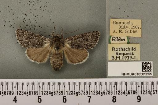 Acronicta cinerea ab. fasciata Hannemann, 1916 - NHMUK_010505265_562962