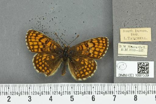 Melitaea athalia (Rottemburg, 1775) - BMNHE_1087539_57972