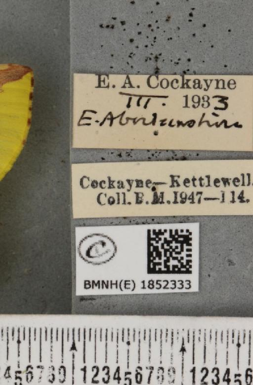 Opisthograptis luteolata ab. quadrilineata Nordström, 1941 - BMNHE_1852333_label_427797