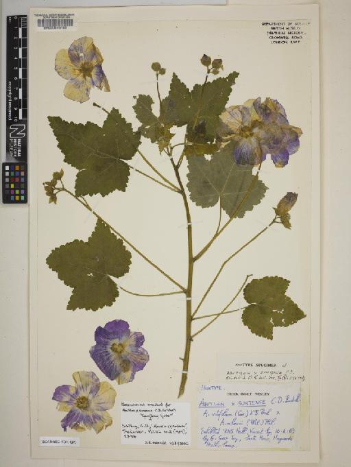 Corynabutilon × suntense (C.D.Brickell) Fryxell - BM000645165