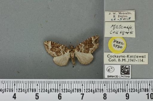 Lampropteryx otregiata (Metcalfe, 1917) - BMNHE_1747548_334431