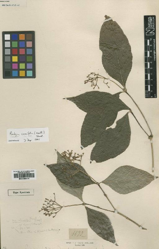 Rudgea cornifolia (Kunth) Standl. - BM000884478