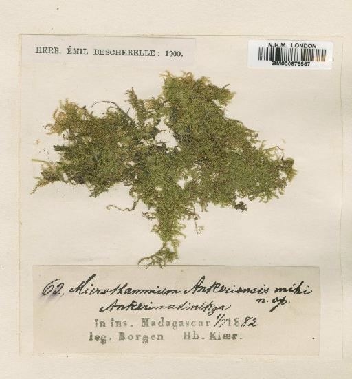 Mittenothamnium madagassum (Besch.) Cardot - BM000878687