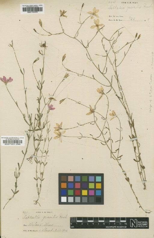 Sabatia campanulata (L.) Torrey - BM001024860