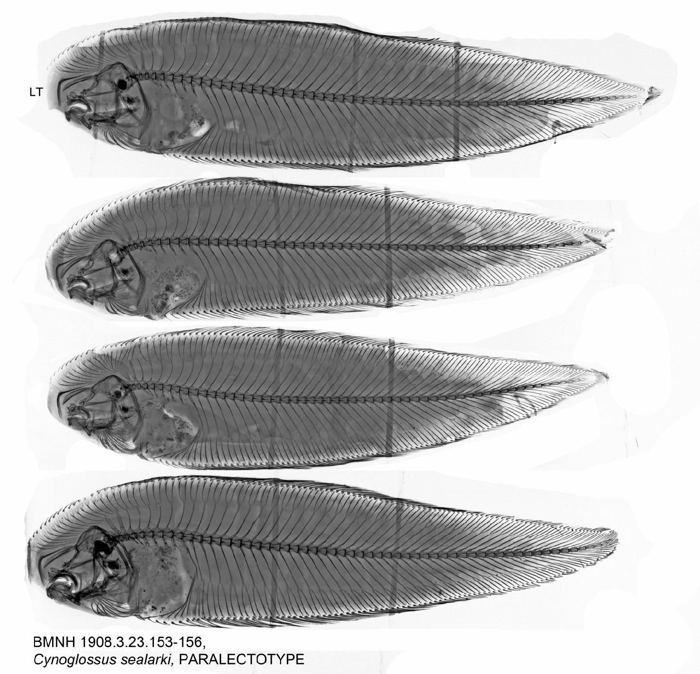 To NHMUK collection (Cynoglossus sealarki Regan, 1908; PARALECTOTYPE; NHMUK:ecatalogue:3129982)