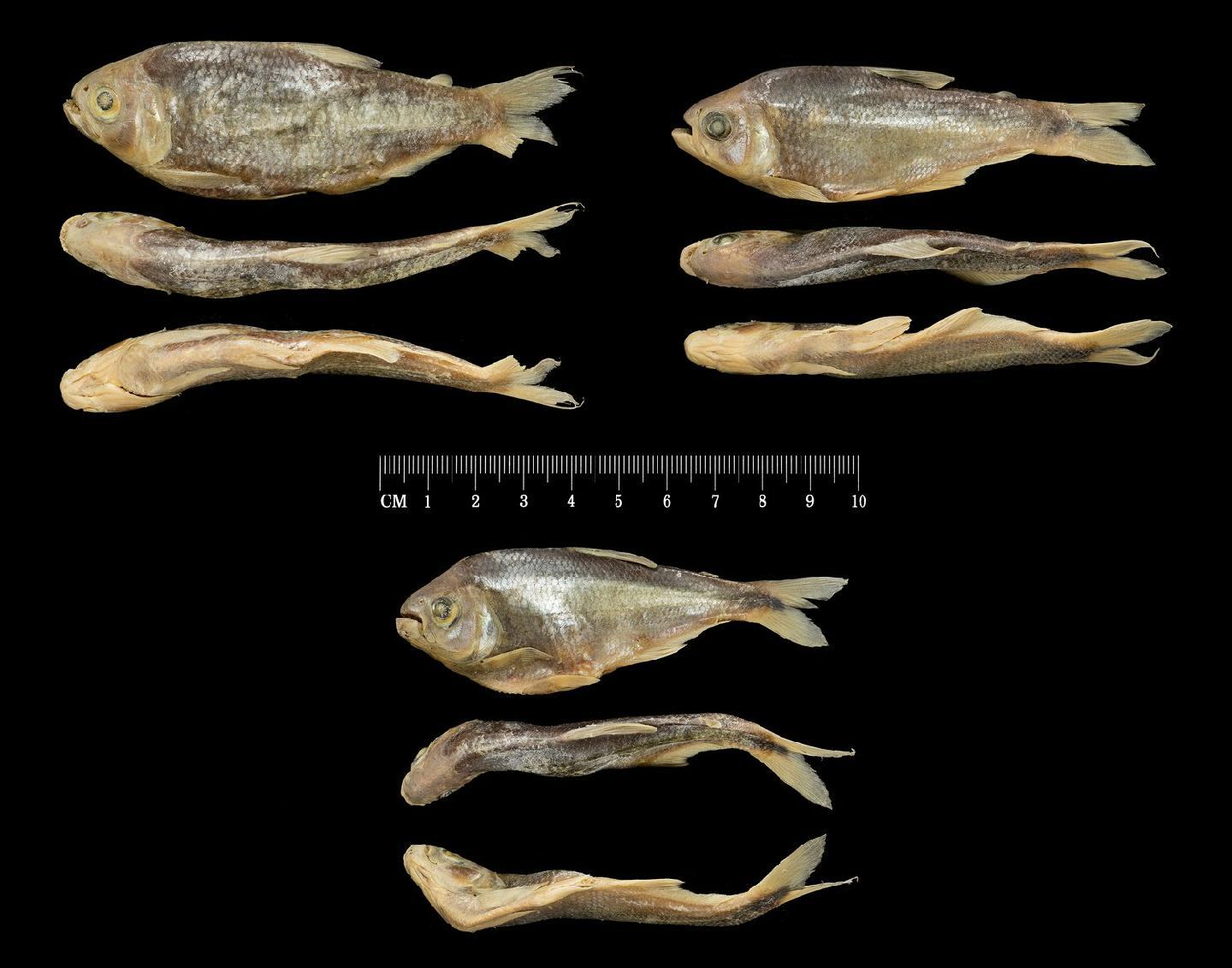 Bryconamericus terrabensis