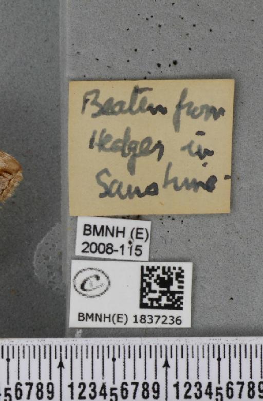 Aplocera plagiata plagiata (Linnaeus, 1758) - BMNHE_1837236_label_406647