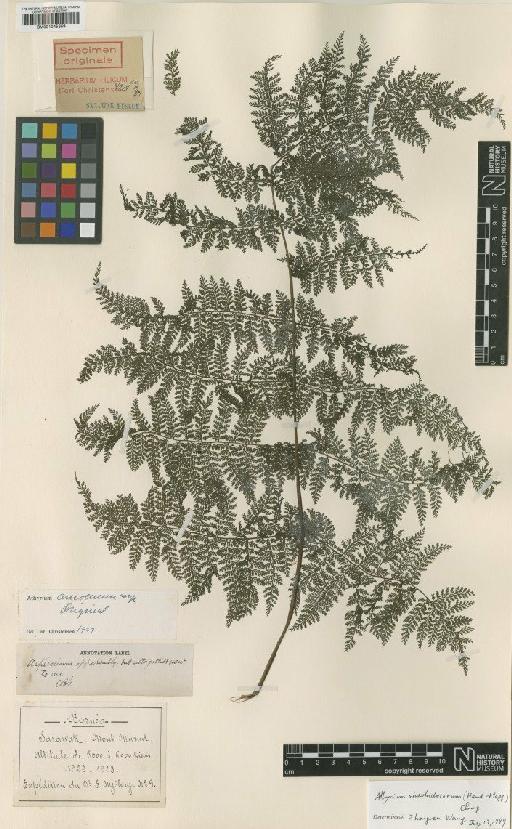 Athyrium amoemum C.Chr. - BM001045359