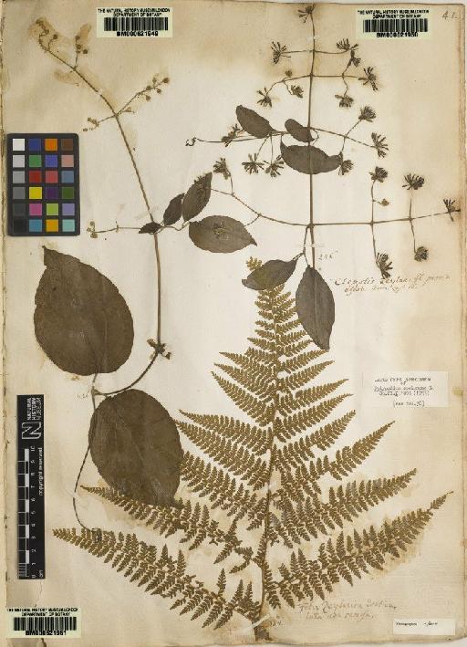 Polypodium speluncae L. - BM000621951