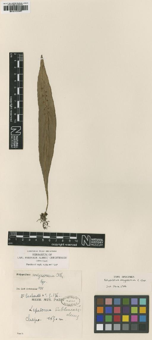 Lepisorus megasorus (C.Chr.) Ching - BM001038465